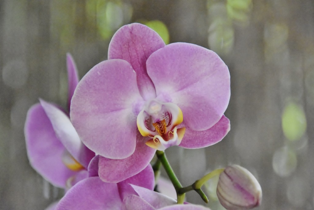 Foto: Jardín Sitio Litre - Puerto de la Cruz (Santa Cruz de Tenerife), España
