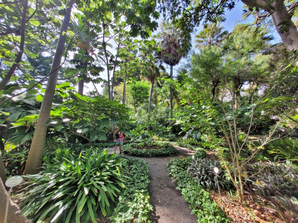 Foto: Jardín botánico - Puerto de la Cruz (Santa Cruz de Tenerife), España
