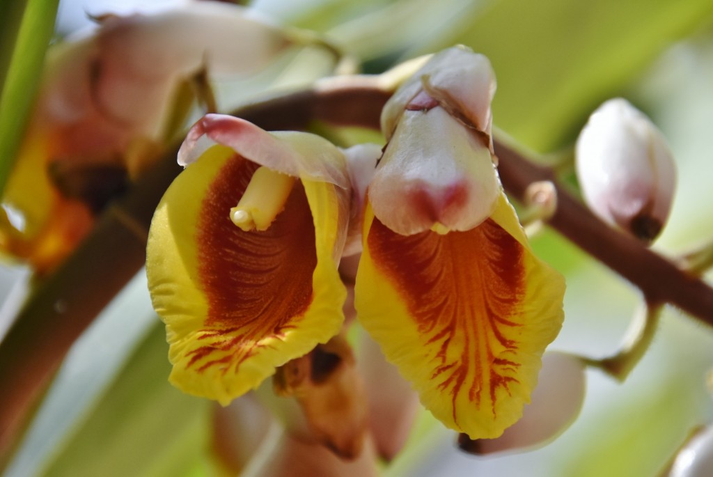 Foto: Jardín botánico - Puerto de la Cruz (Santa Cruz de Tenerife), España