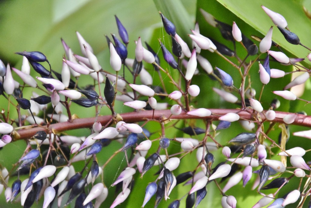 Foto: Jardín botánico - Puerto de la Cruz (Santa Cruz de Tenerife), España