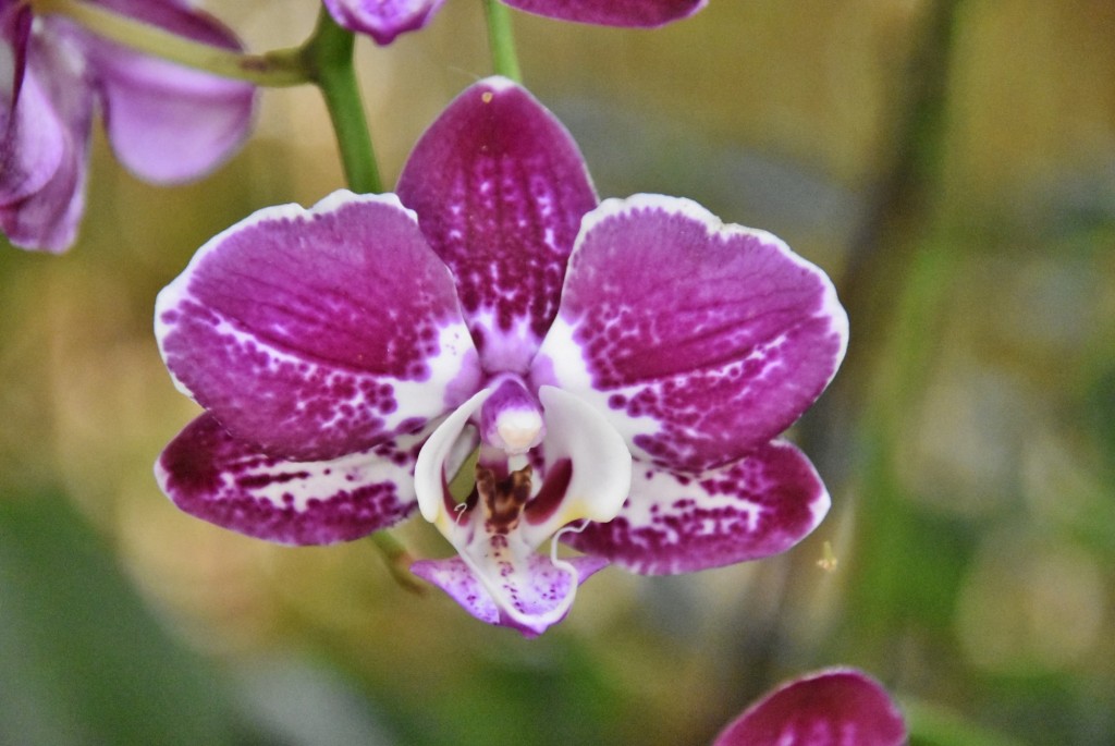 Foto: Jardín Sitio Litre - Puerto de la Cruz (Santa Cruz de Tenerife), España