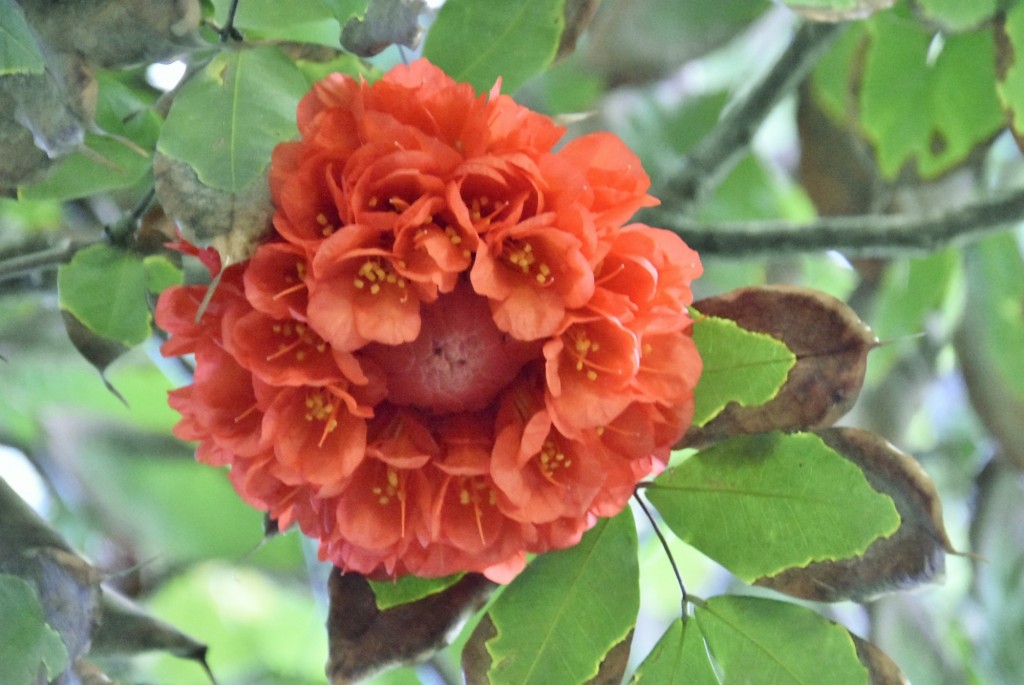 Foto: Jardín botánico - Puerto de la Cruz (Santa Cruz de Tenerife), España