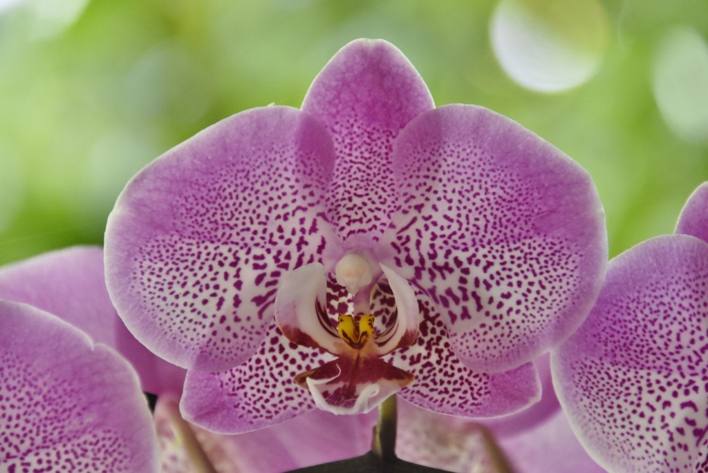 Foto: Jardín Sitio Litre - Puerto de la Cruz (Santa Cruz de Tenerife), España