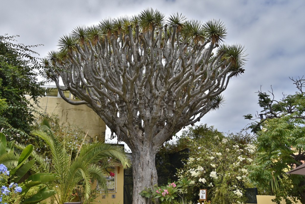 Foto: Jardín Sitio Litre - Puerto de la Cruz (Santa Cruz de Tenerife), España