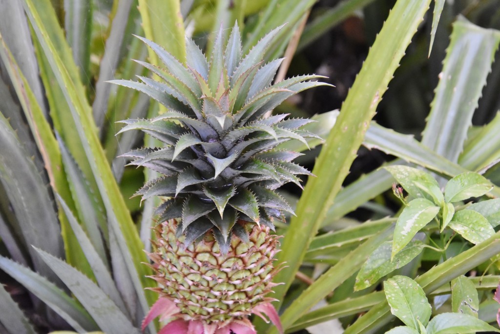 Foto: Jardín botánico - Puerto de la Cruz (Santa Cruz de Tenerife), España