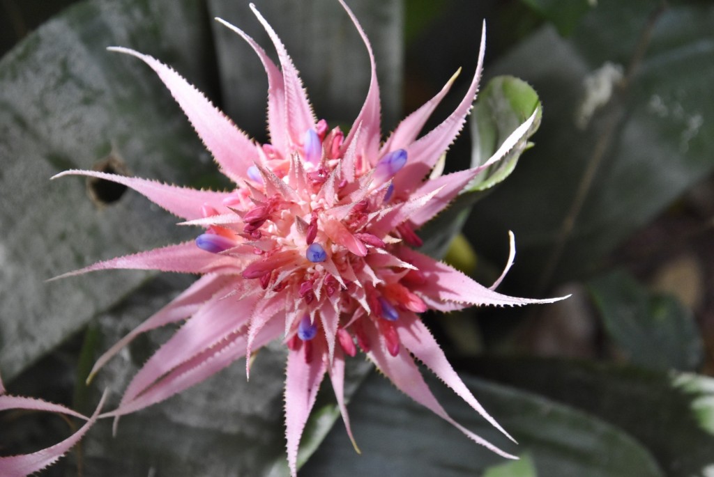 Foto: Jardín Sitio Litre - Puerto de la Cruz (Santa Cruz de Tenerife), España