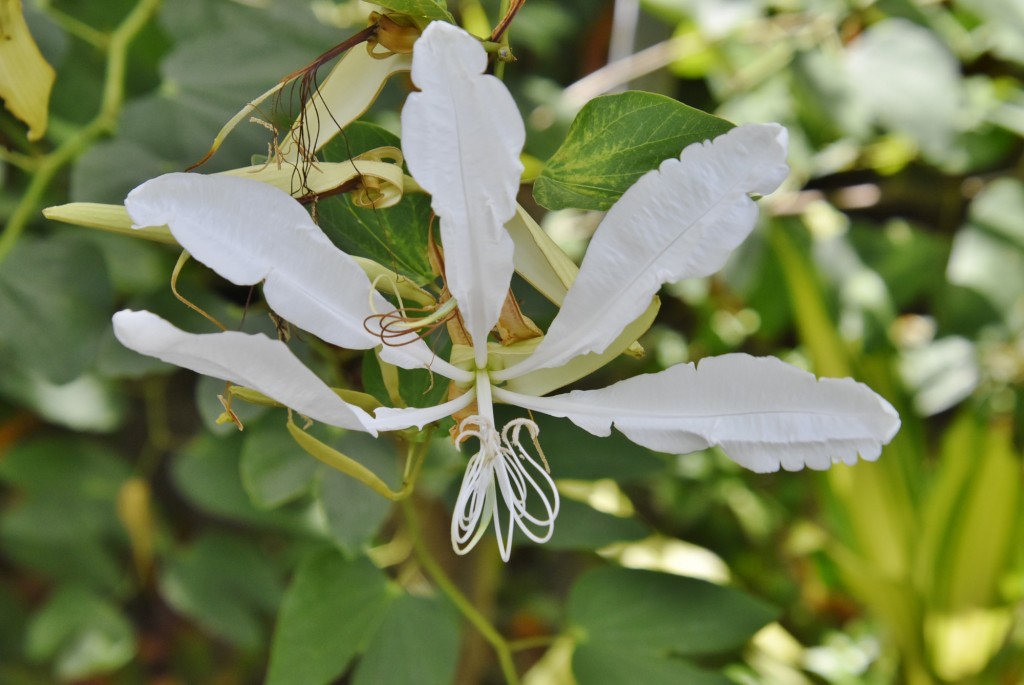 Foto: Jardín Sitio Litre - Puerto de la Cruz (Santa Cruz de Tenerife), España