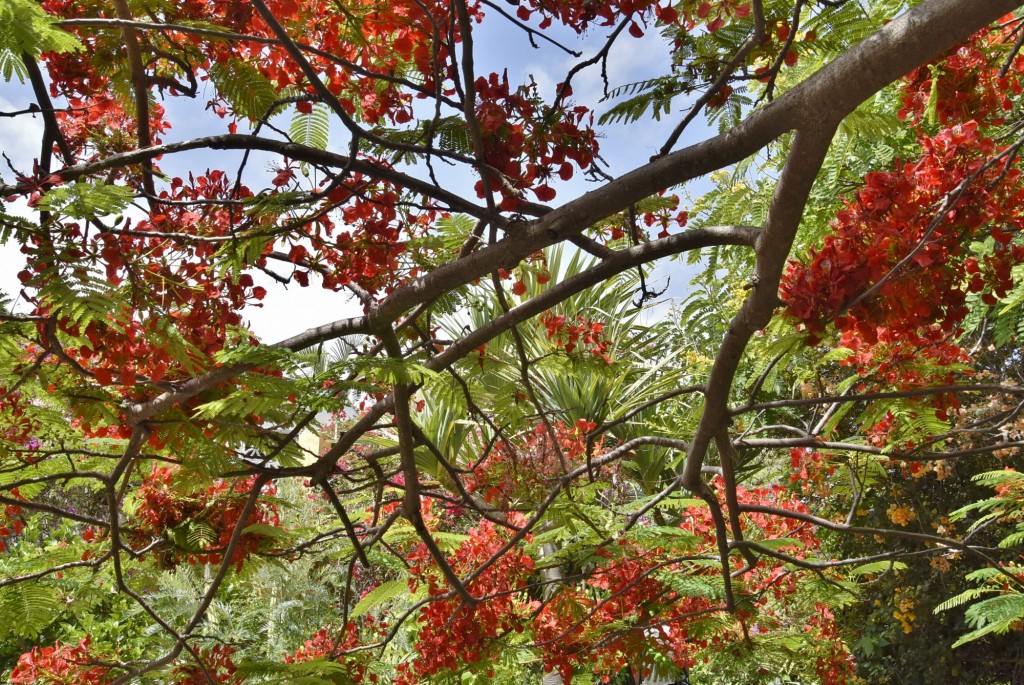 Foto: Jardín Sitio Litre - Puerto de la Cruz (Santa Cruz de Tenerife), España