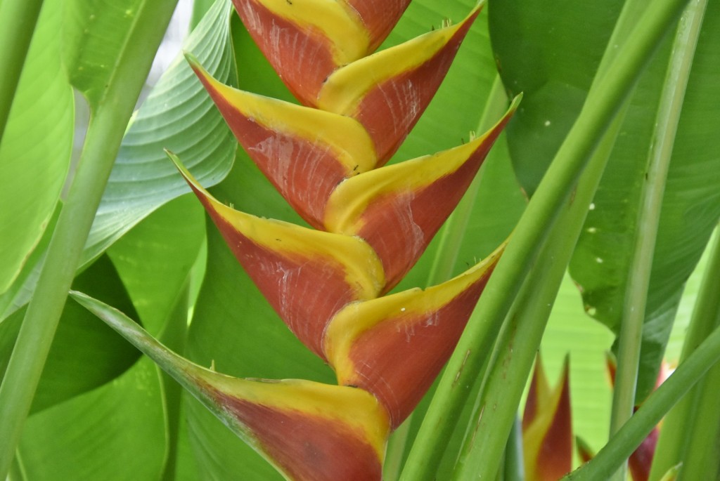 Foto: Jardín botánico - Puerto de la Cruz (Santa Cruz de Tenerife), España