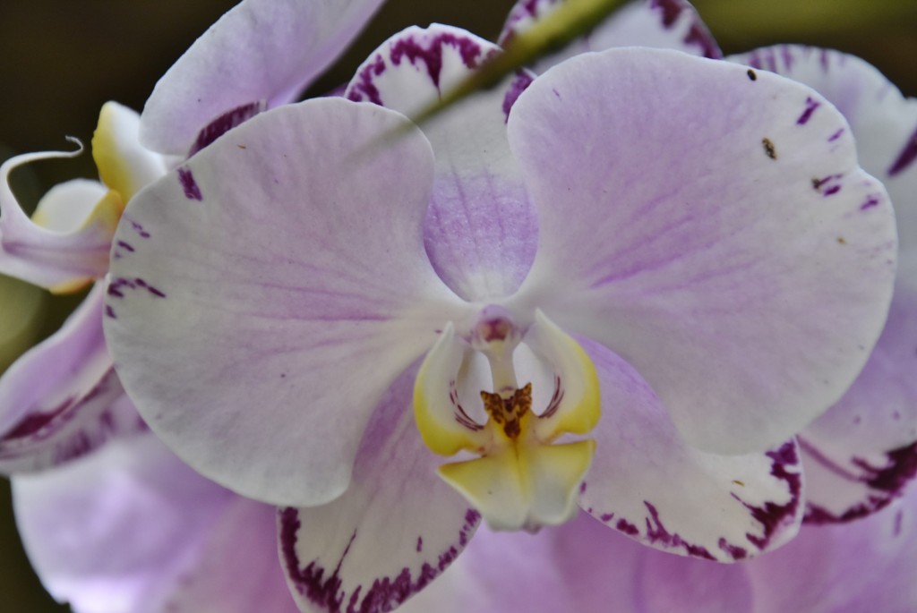 Foto: Jardín Sitio Litre - Puerto de la Cruz (Santa Cruz de Tenerife), España