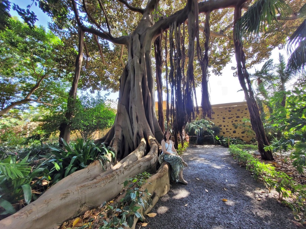 Foto: Jardín botánico - Puerto de la Cruz (Santa Cruz de Tenerife), España