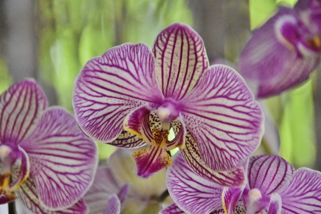 Foto: Jardín Sitio Litre - Puerto de la Cruz (Santa Cruz de Tenerife), España