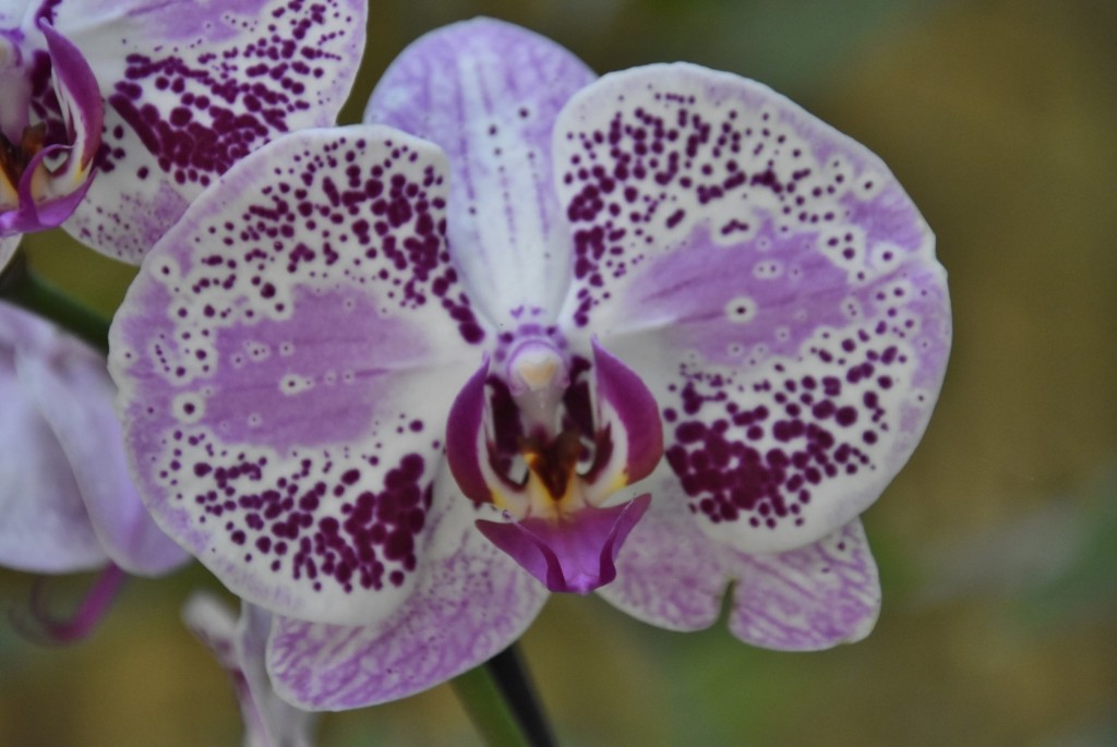 Foto: Jardín Sitio Litre - Puerto de la Cruz (Santa Cruz de Tenerife), España