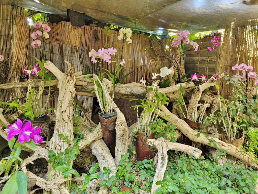 Foto: Jardín Sitio Litre - Puerto de la Cruz (Santa Cruz de Tenerife), España