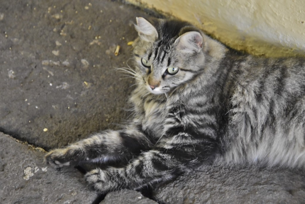 Foto: Jardín Sitio Litre - Puerto de la Cruz (Santa Cruz de Tenerife), España