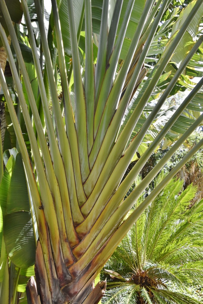 Foto: Jardín botánico - Puerto de la Cruz (Santa Cruz de Tenerife), España