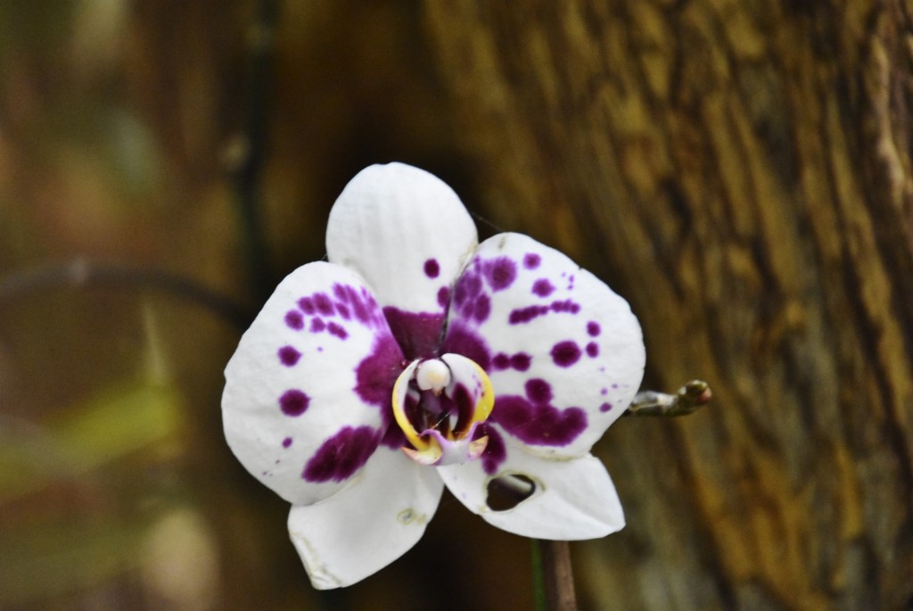 Foto: Jardín Sitio Litre - Puerto de la Cruz (Santa Cruz de Tenerife), España