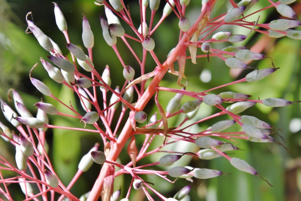 Foto: Jardín botánico - Puerto de la Cruz (Santa Cruz de Tenerife), España