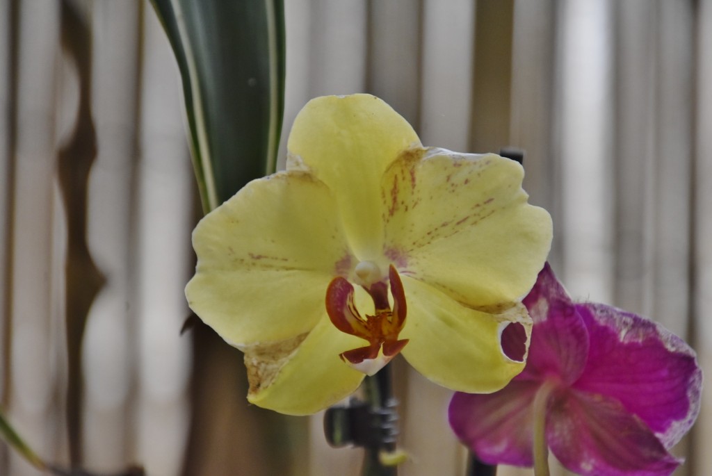 Foto: Jardín Sitio Litre - Puerto de la Cruz (Santa Cruz de Tenerife), España