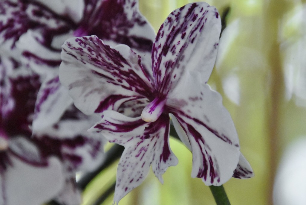 Foto: Jardín Sitio Litre - Puerto de la Cruz (Santa Cruz de Tenerife), España