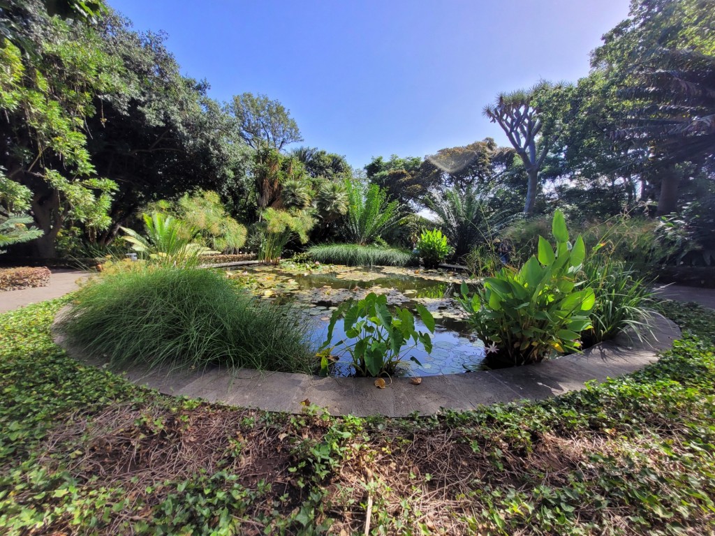 Foto: Jardín botánico - Puerto de la Cruz (Santa Cruz de Tenerife), España