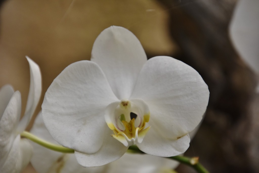 Foto: Jardín Sitio Litre - Puerto de la Cruz (Santa Cruz de Tenerife), España