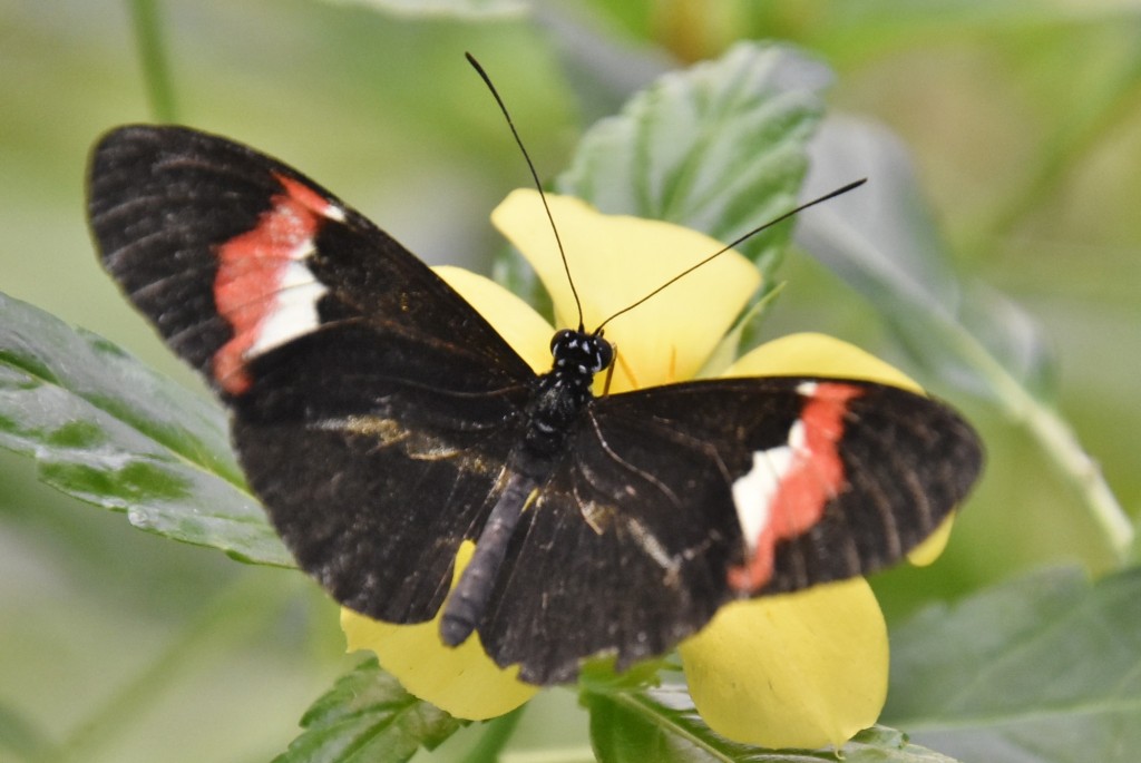 Foto: Mariposario - Icod de los Vinos (Santa Cruz de Tenerife), España
