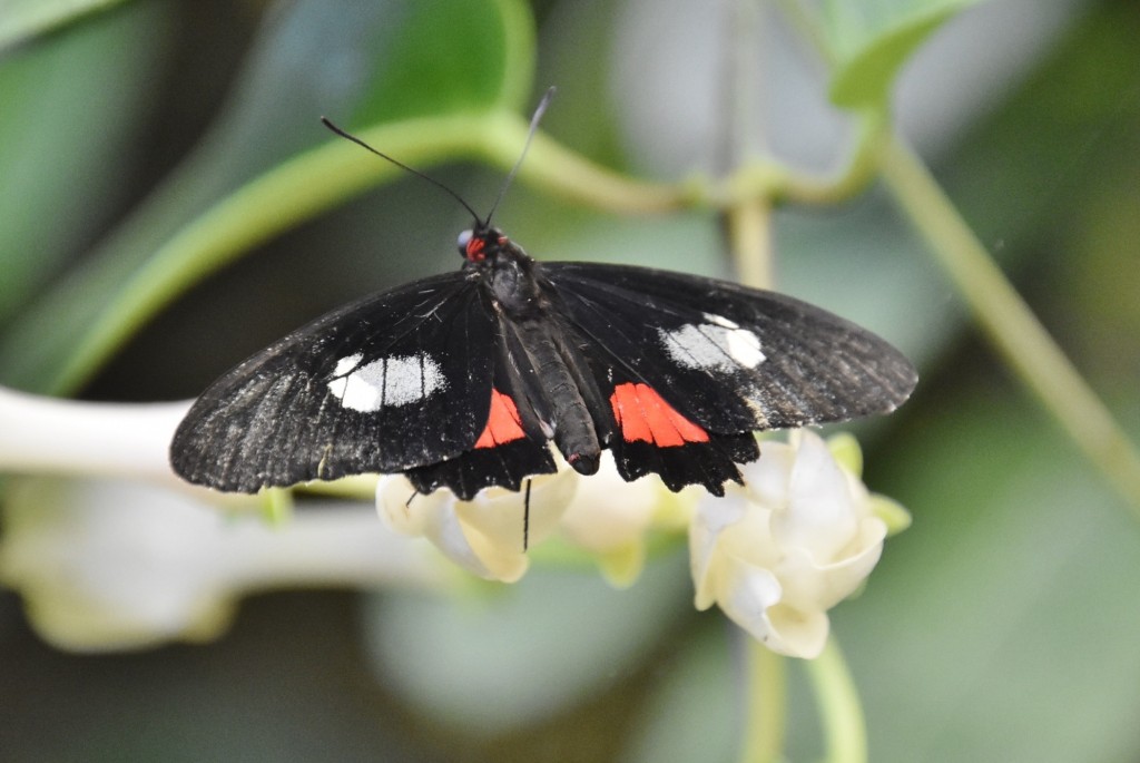 Foto: Mariposario - Icod de los Vinos (Santa Cruz de Tenerife), España