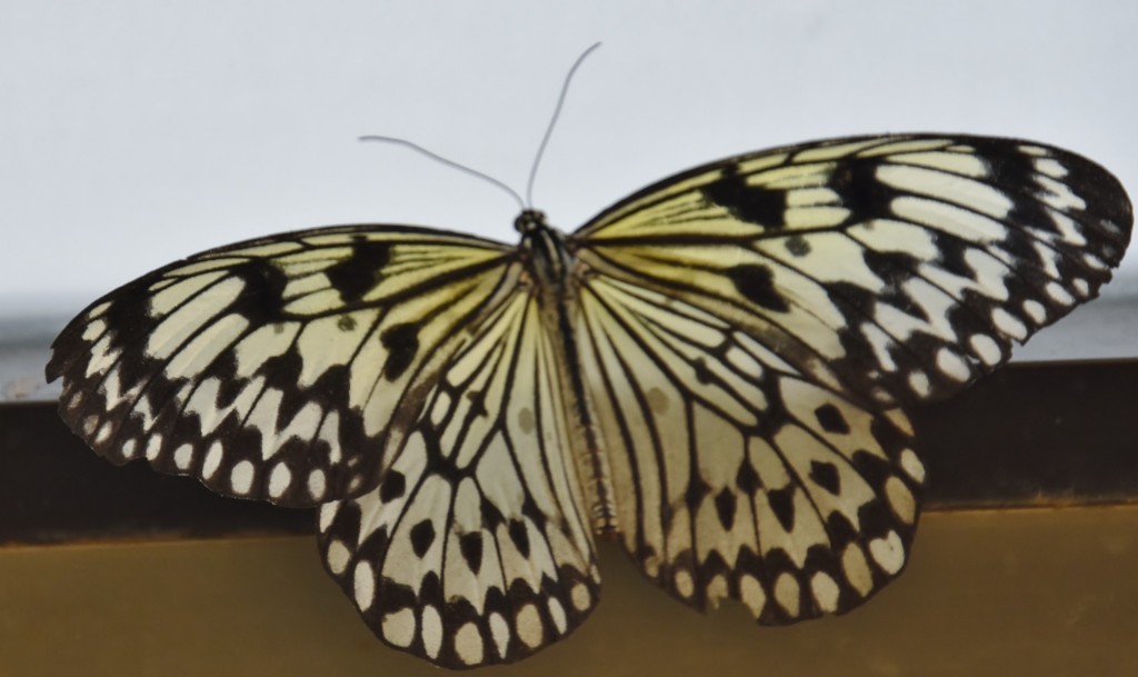 Foto: Mariposario - Icod de los Vinos (Santa Cruz de Tenerife), España
