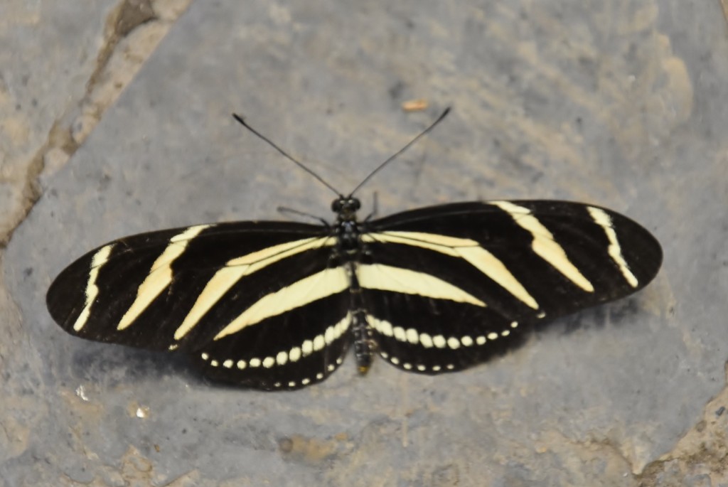 Foto: Mariposario - Icod de los Vinos (Santa Cruz de Tenerife), España