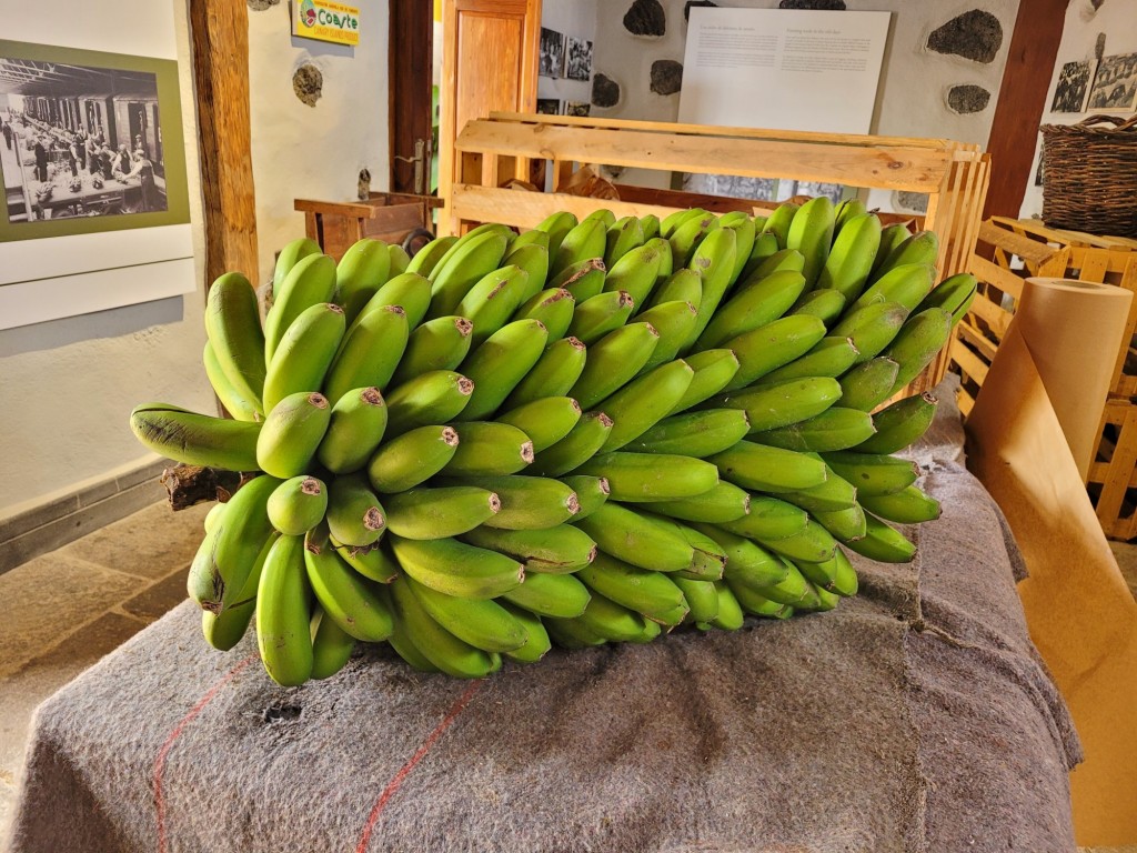 Foto: Casa del plátano - Icod de los Vinos (Santa Cruz de Tenerife), España