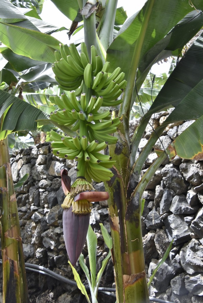Foto: Casa del plátano - Icod de los Vinos (Santa Cruz de Tenerife), España