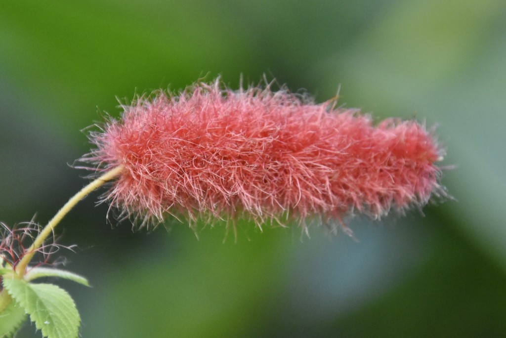 Foto: Mariposario - Icod de los Vinos (Santa Cruz de Tenerife), España