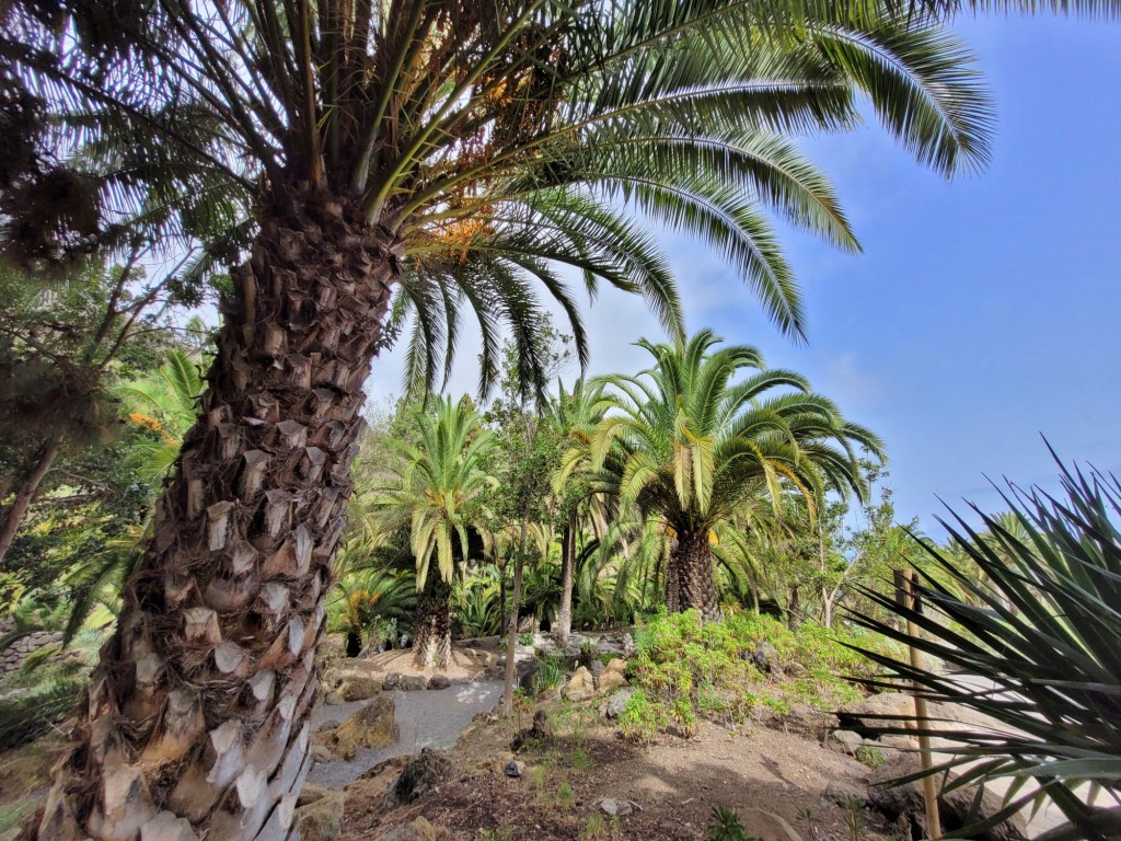Foto: Parque del Drago Milenario - Icod de los Vinos (Santa Cruz de Tenerife), España