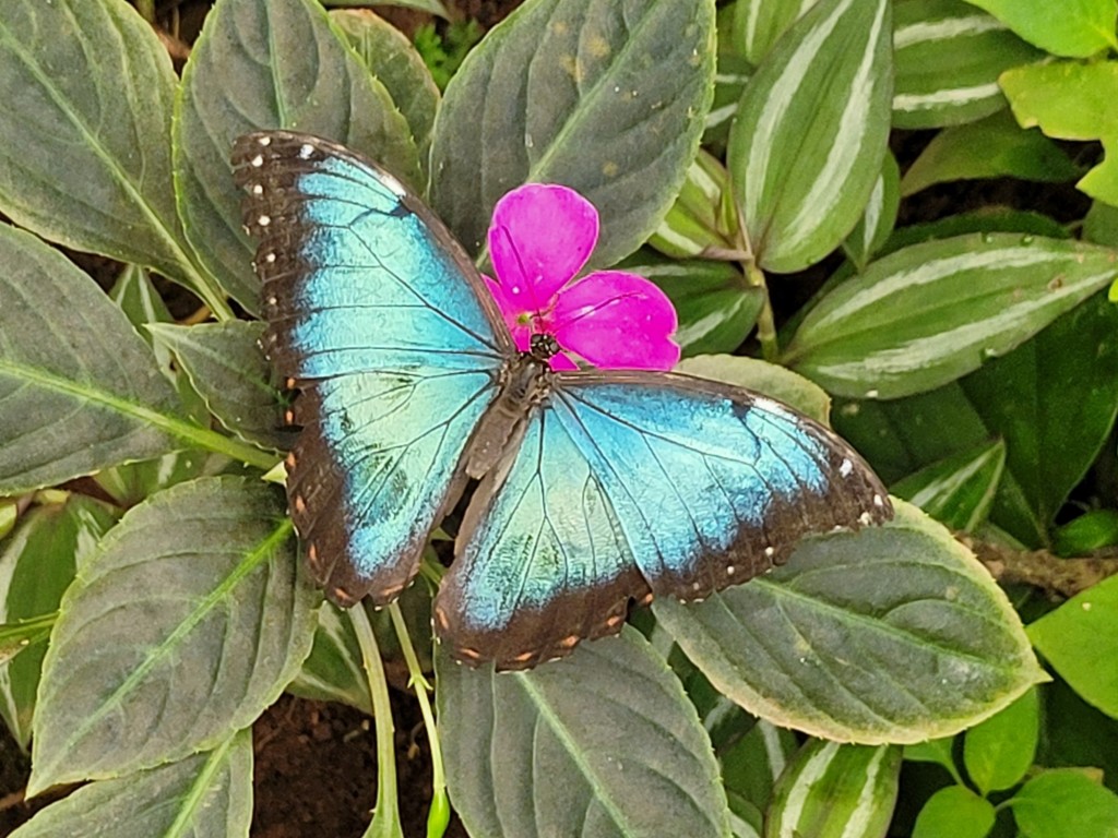 Foto: Mariposario - Icod de los Vinos (Santa Cruz de Tenerife), España