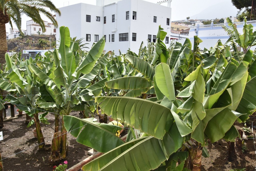 Foto: Casa del plátano - Icod de los Vinos (Santa Cruz de Tenerife), España