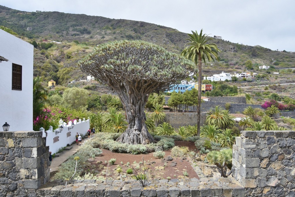 Foto: Drago milenario - Icod de los Vinos (Santa Cruz de Tenerife), España