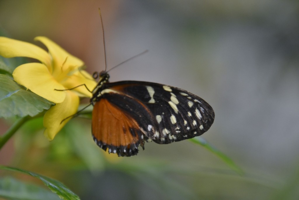 Foto: Mariposario - Icod de los Vinos (Santa Cruz de Tenerife), España