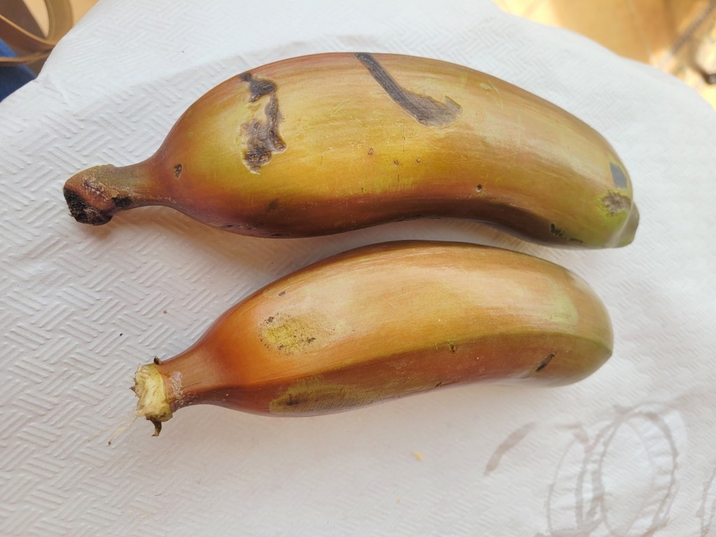 Foto: Casa del plátano - Icod de los Vinos (Santa Cruz de Tenerife), España
