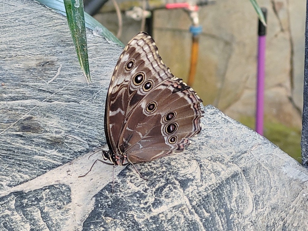 Foto: Mariposario - Icod de los Vinos (Santa Cruz de Tenerife), España