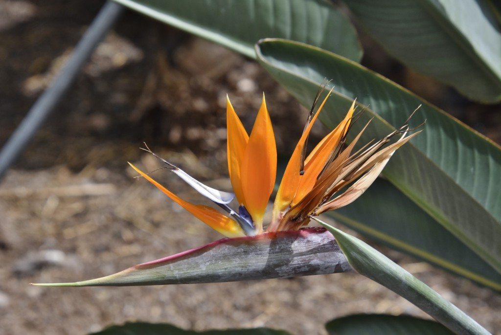 Foto: Casa del plátano - Icod de los Vinos (Santa Cruz de Tenerife), España