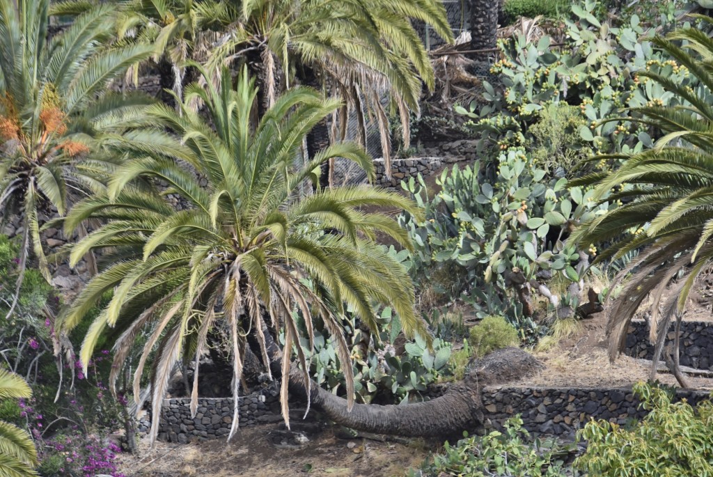 Foto: Centro histórico - Masca (Santa Cruz de Tenerife), España