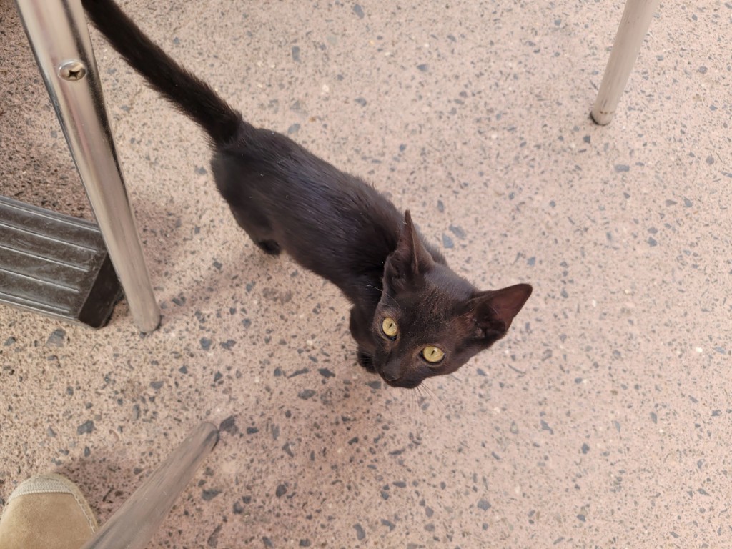 Foto: Gatito - Masca (Santa Cruz de Tenerife), España