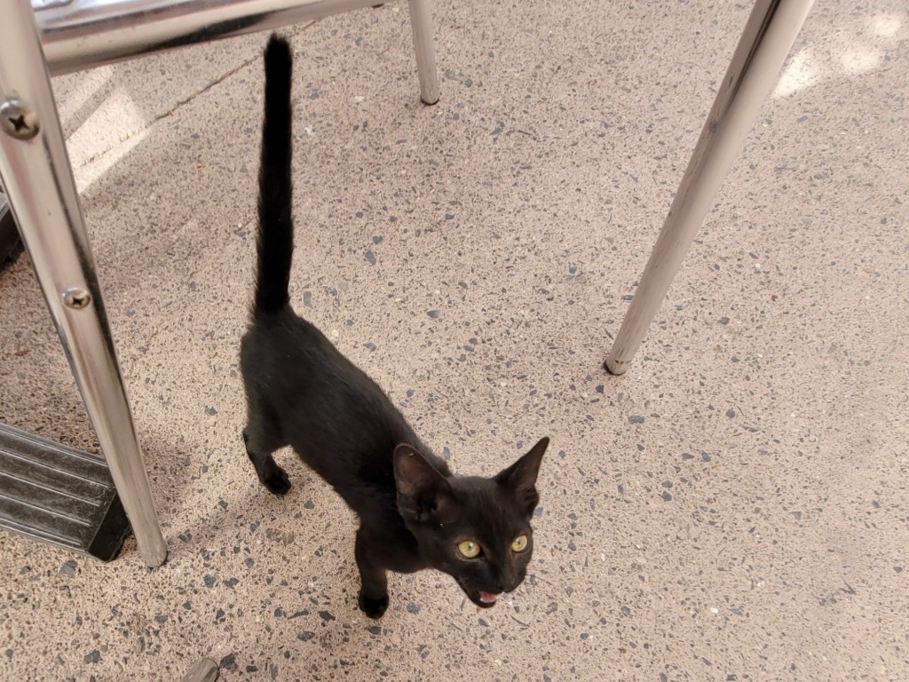 Foto: Gatito - Masca (Santa Cruz de Tenerife), España