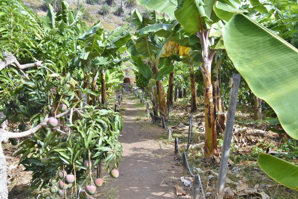 Foto: Museo PEG - Hermigua (La Gomera) (Santa Cruz de Tenerife), España