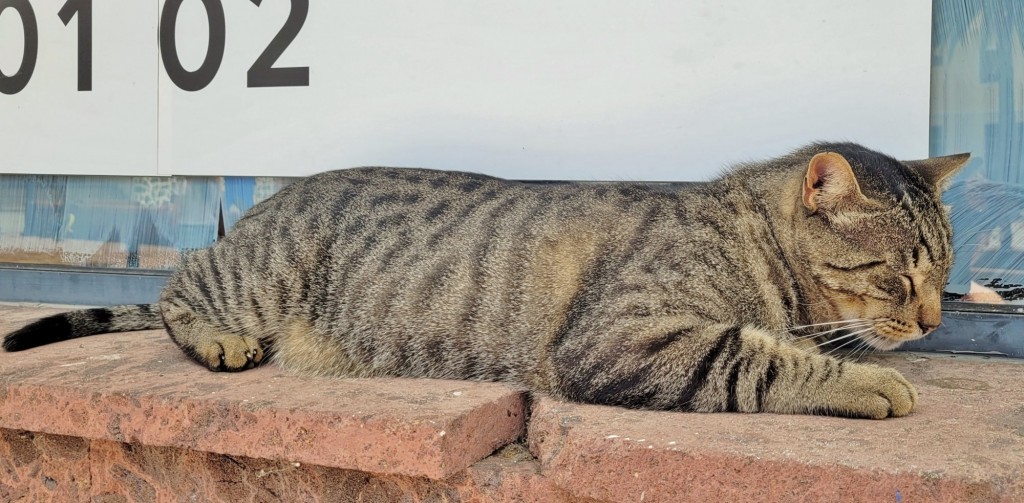 Foto: Gatito - Vallehermoso (La Gomera) (Santa Cruz de Tenerife), España