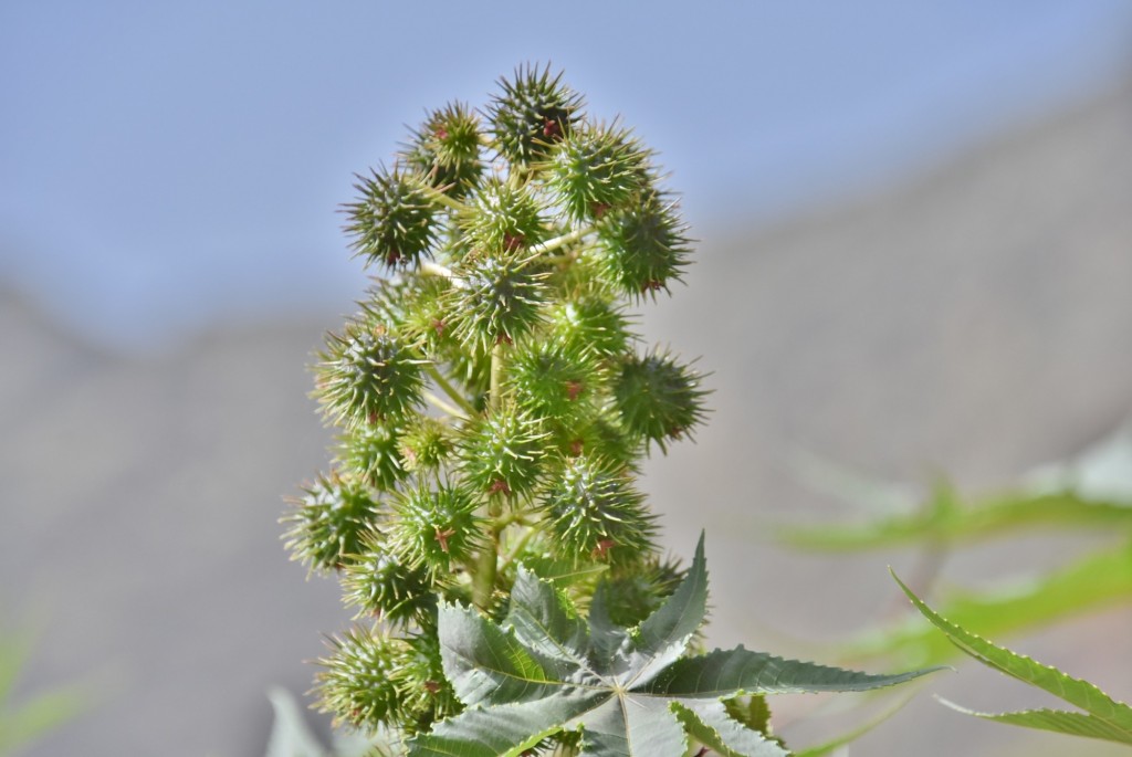Foto: Flor?? - Agulo (La Gomera) (Santa Cruz de Tenerife), España