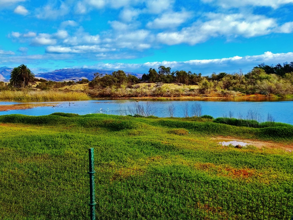 Foto: Charca de Maspalomas - Maspalomas (Las Palmas), España