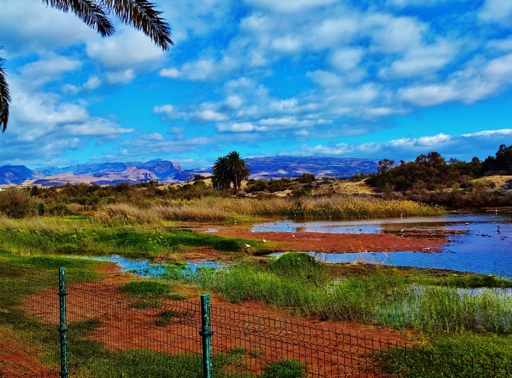 Foto: Charca de Maspalomas - Maspalomas (Las Palmas), España