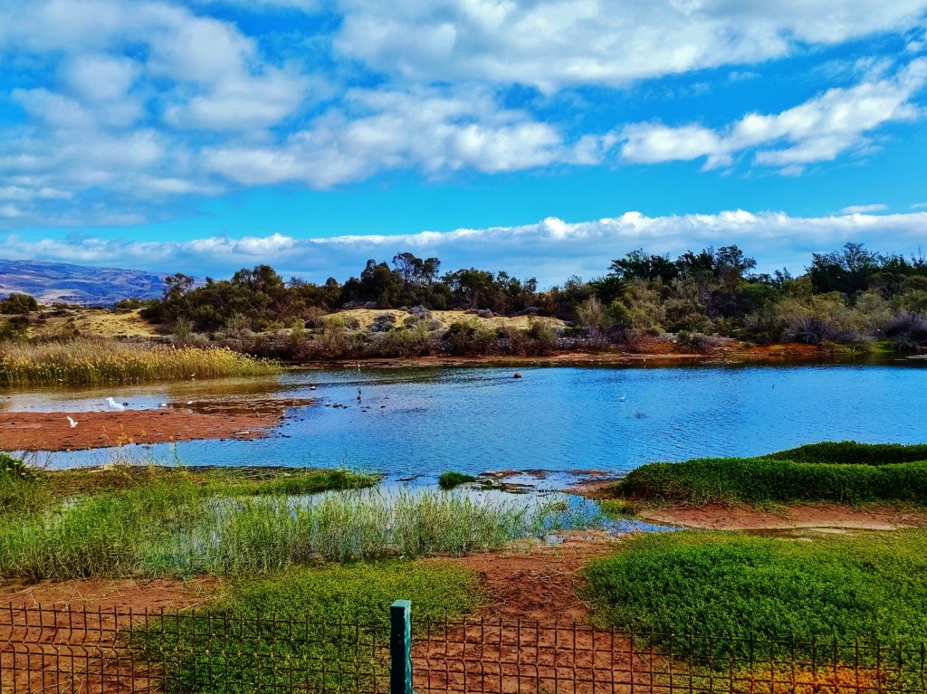 Foto: Charca de Maspalomas - Maspalomas (Las Palmas), España